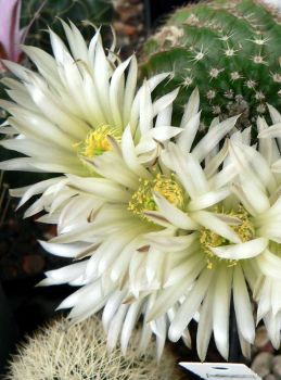 Echinocereus pulchellus var. sharpii